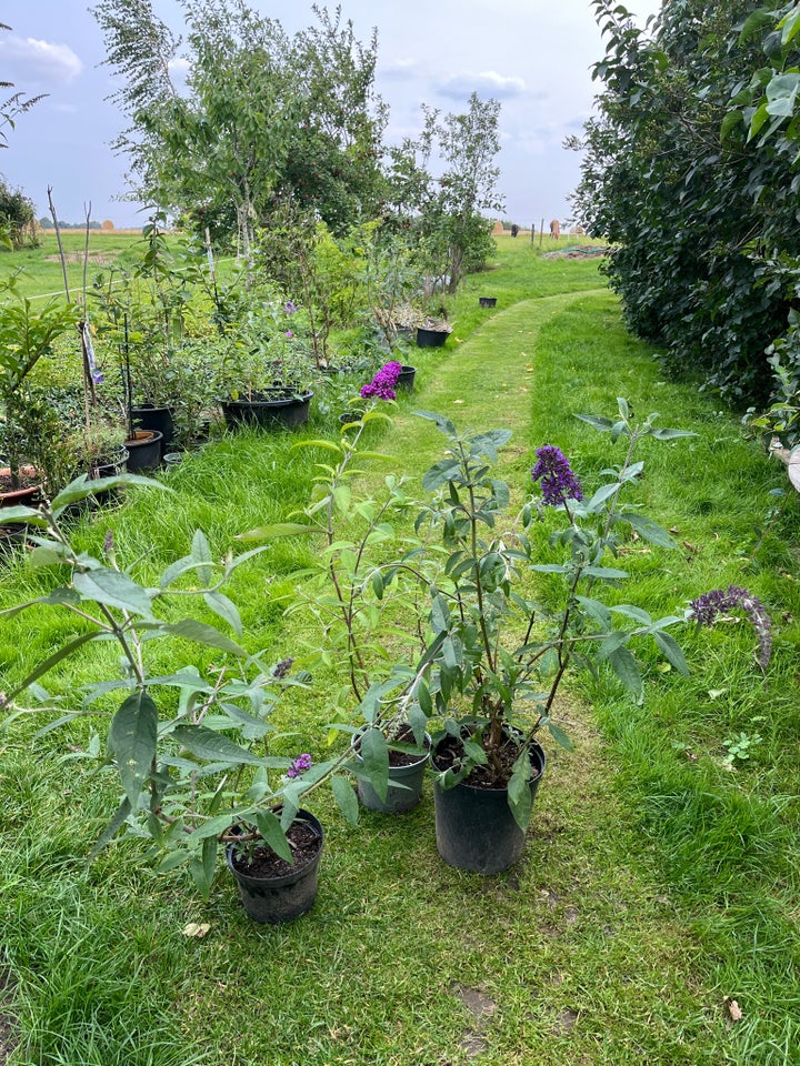 Sommerfuglebusk Buddleia