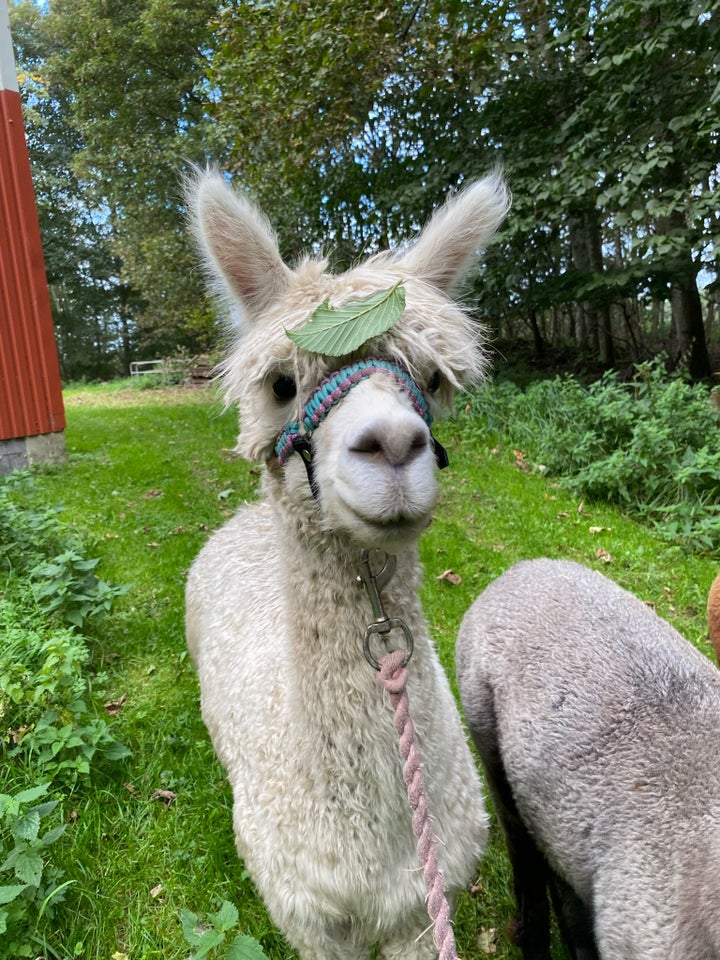 Alpaca