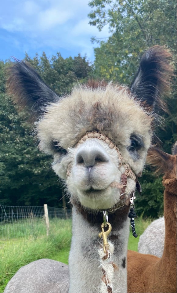 Alpaca