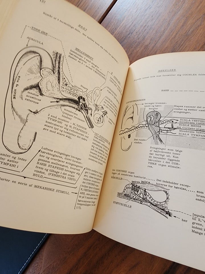 Illustreret fysiologi, Ann B.