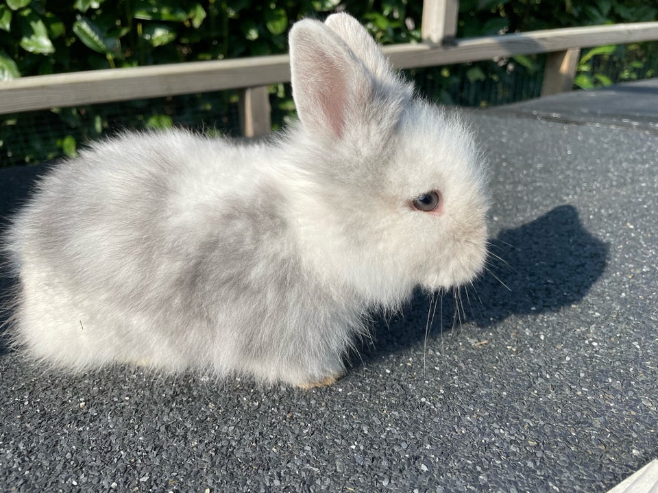 Kanin, Dværgteddy/løvehoved, 0 år