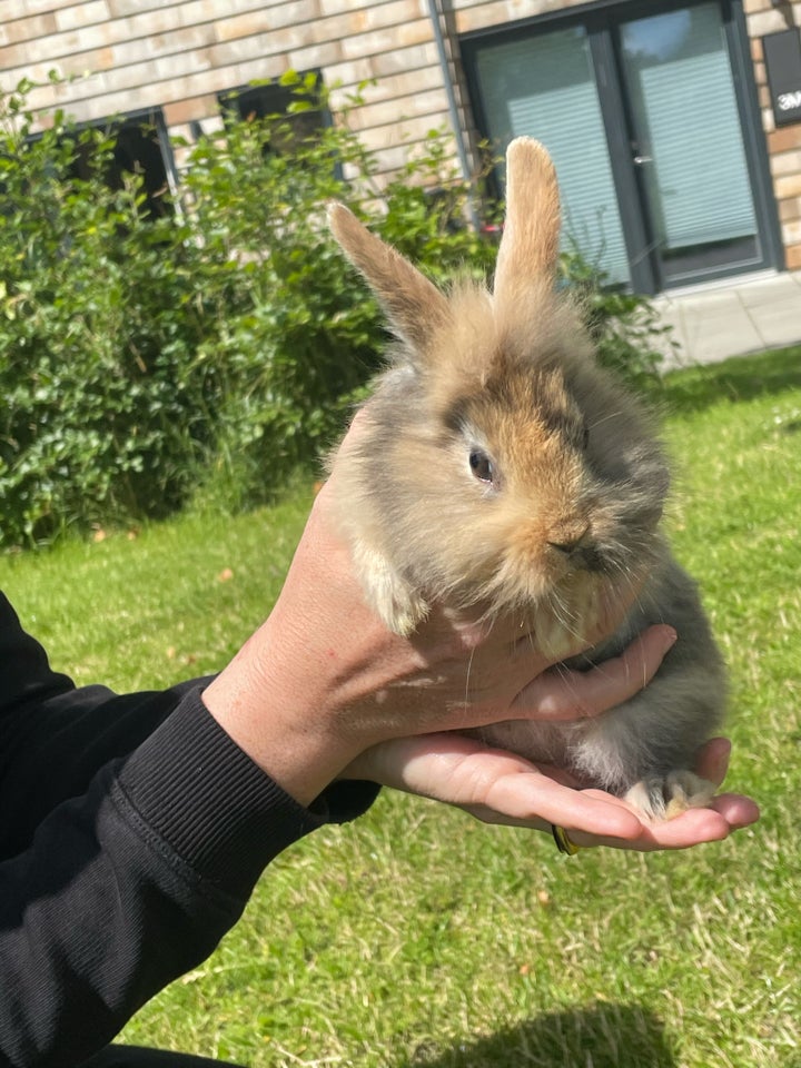 Kanin Løve hovedet 0 år