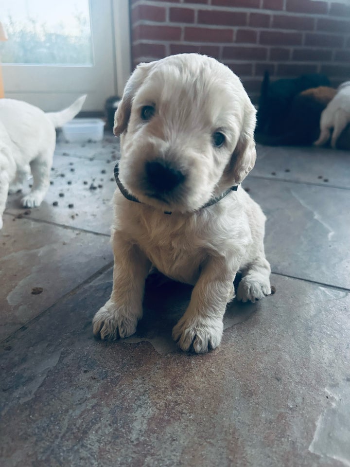 Labradoodle/goldendoodle,