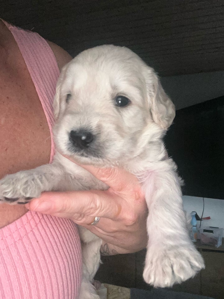 Labradoodle/goldendoodle,