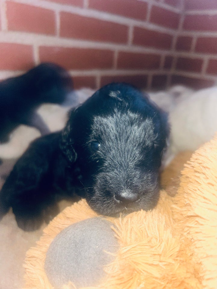 Labradoodle/goldendoodle,