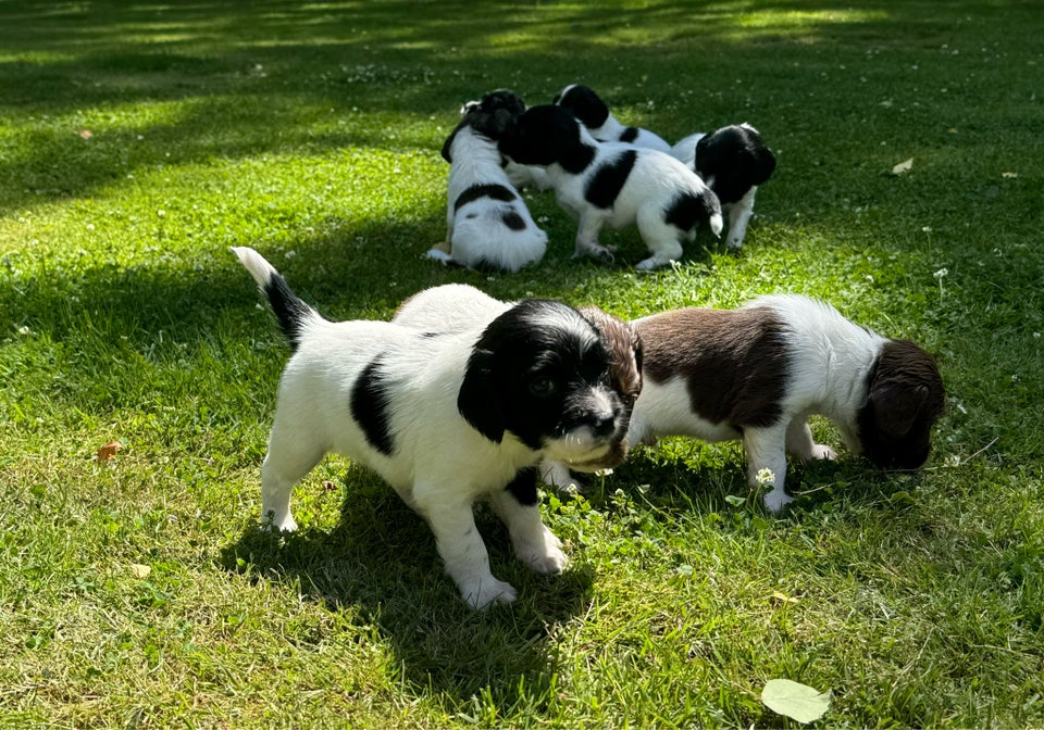 FT Springer Spaniel hvalpe 5