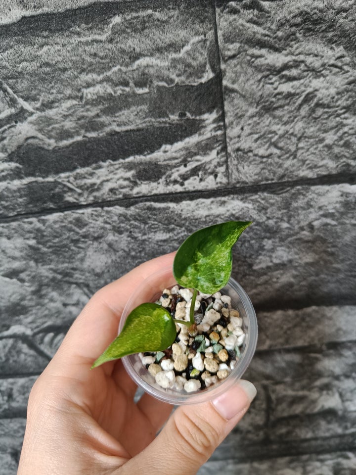 Alocasia Cucullata white lace