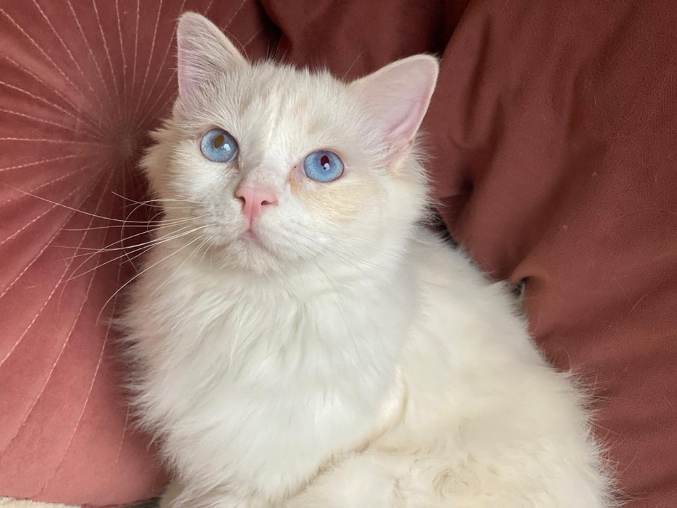 Hankat, Ragdoll, 5 mdr.