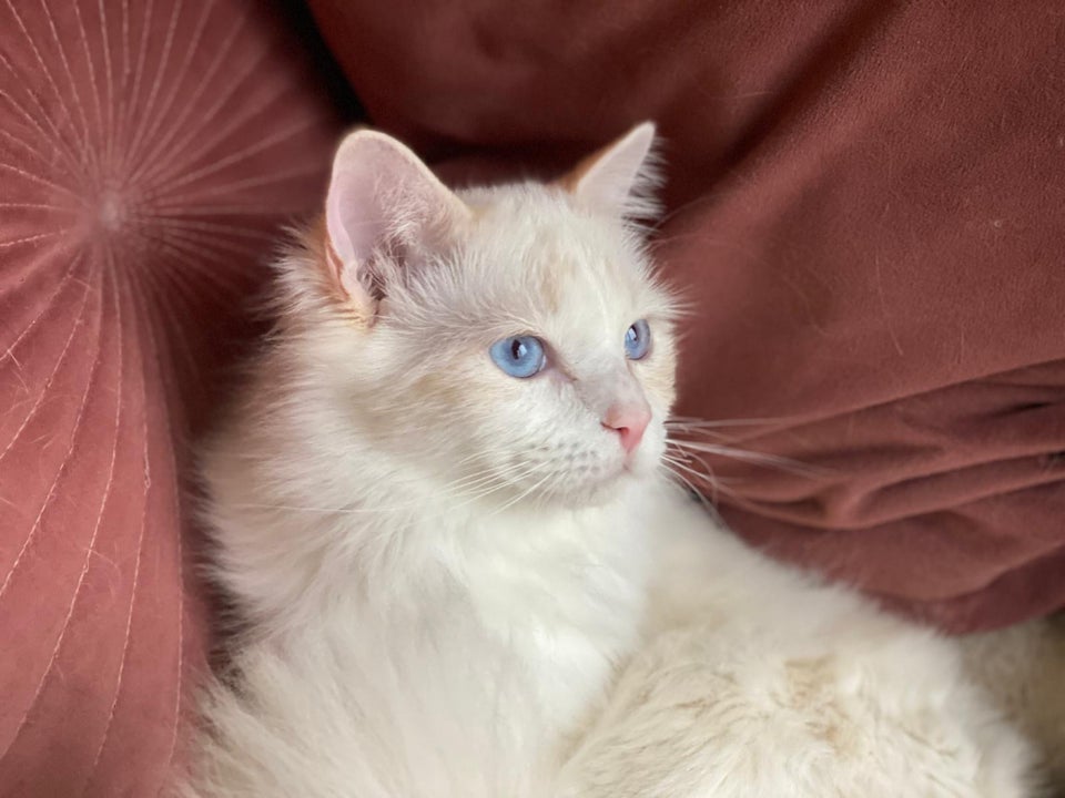 Hankat, Ragdoll, 5 mdr.