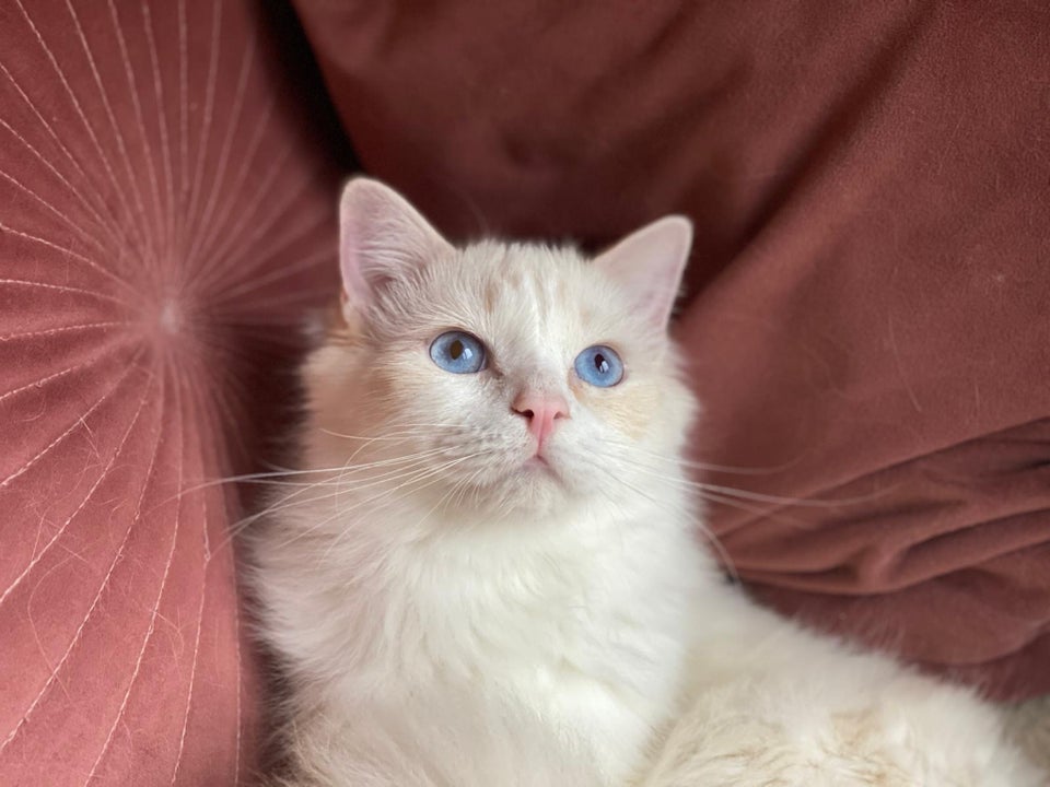 Hankat, Ragdoll, 5 mdr.