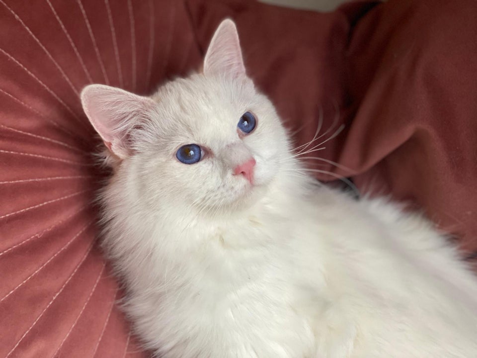 Hankat, Ragdoll, 5 mdr.