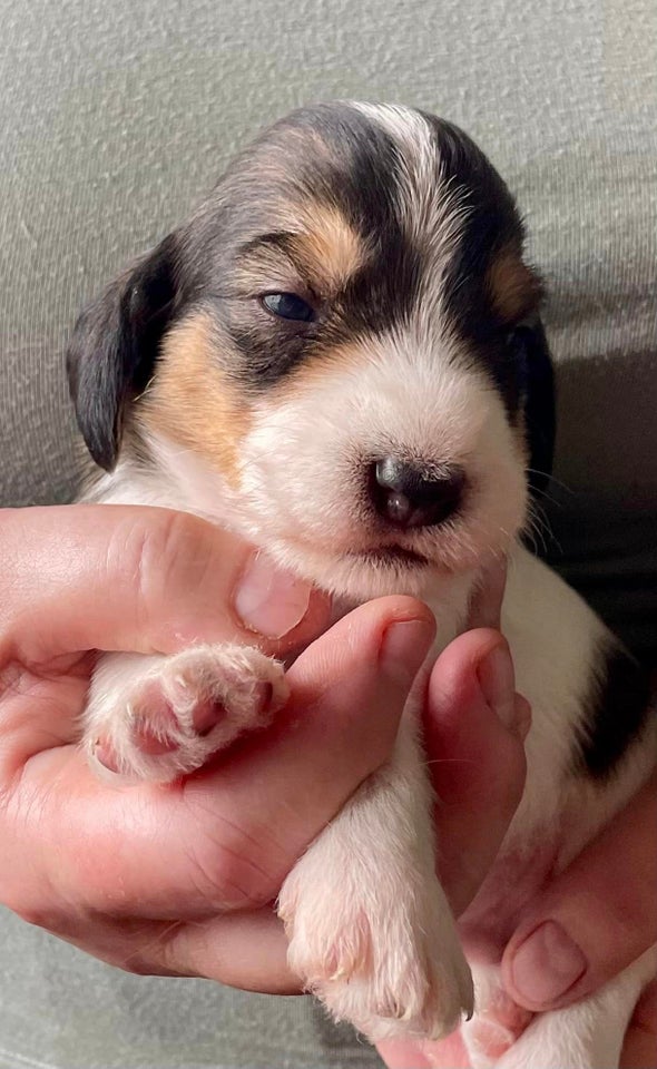 Petit Basset griffon Vendeen