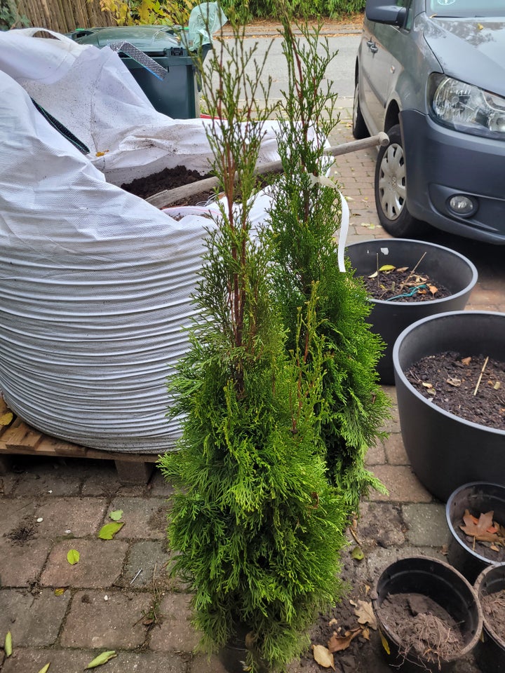 Thuja smagrad, Smagrad