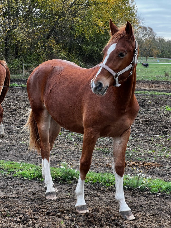 Frederiksborg, hoppe, 1 år