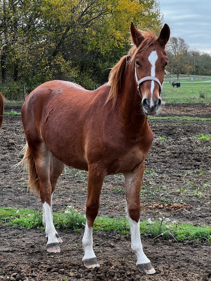 Frederiksborg, hoppe, 1 år