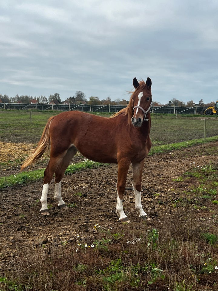 Frederiksborg, hoppe, 1 år