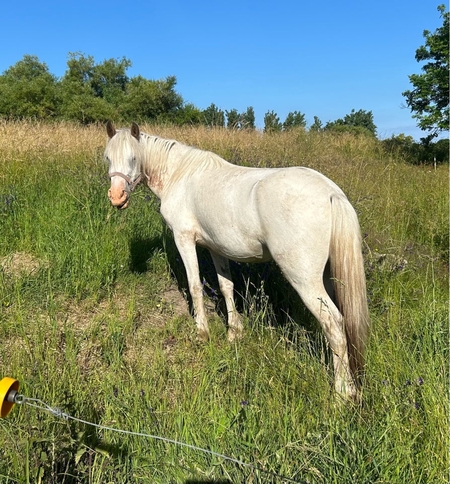 Knabstrupper hoppe 3 år