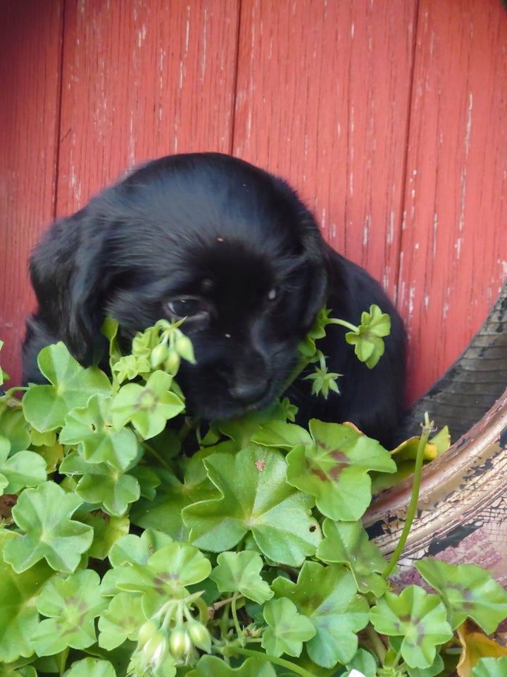 Cairn terrier / spaniel, hvalpe, 6