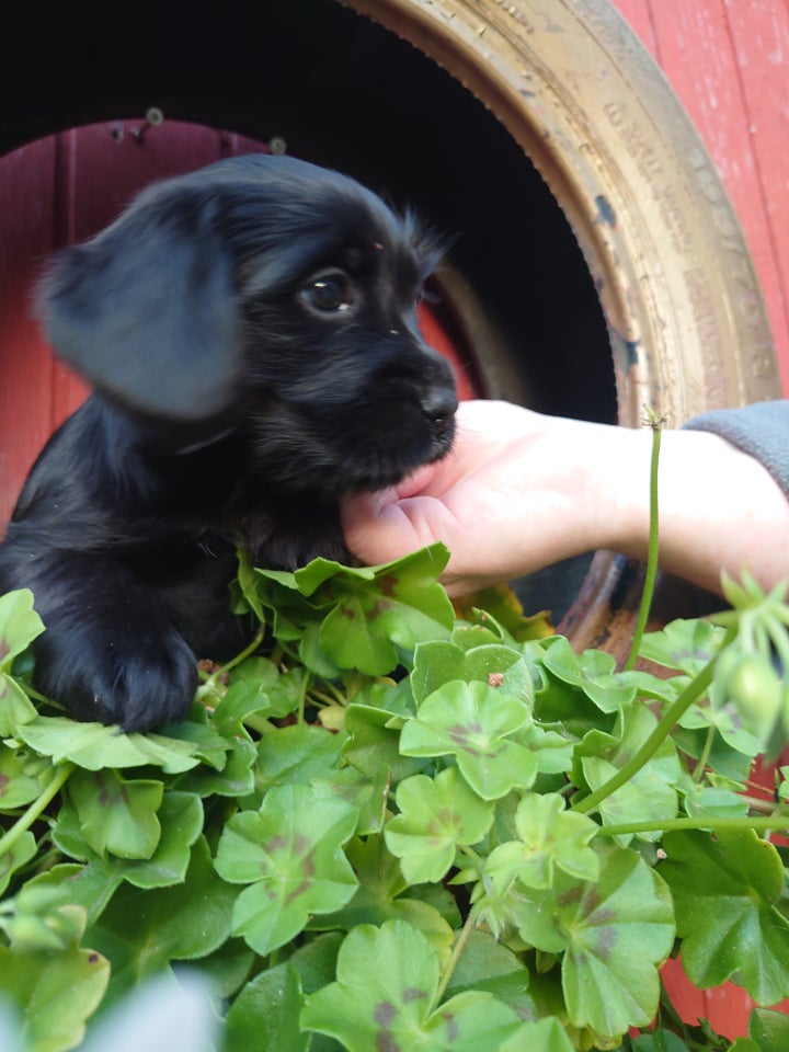 Cairn terrier / spaniel, hvalpe, 6