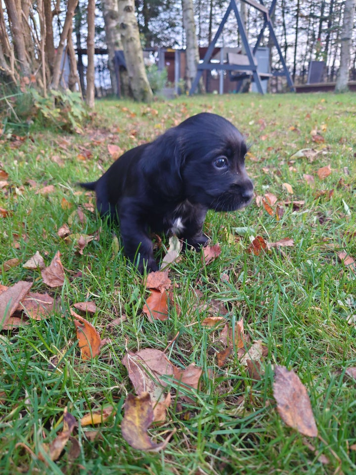 Cairn terrier / spaniel, hvalpe, 6