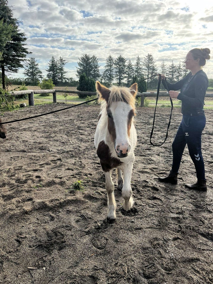 Blanding hoppe 0 år