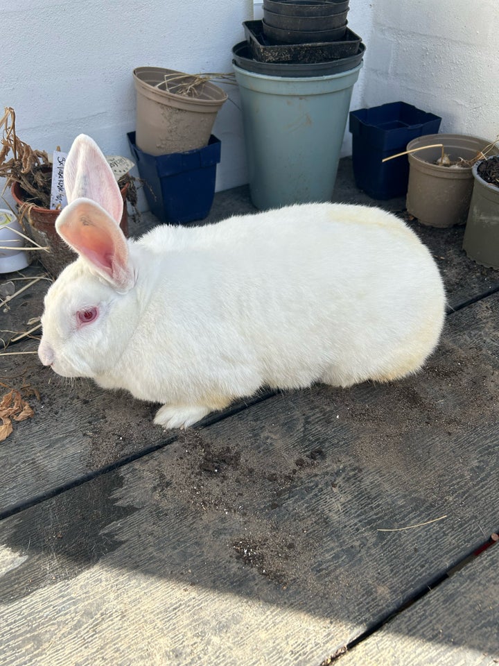 Kanin, Hvid land, 2 år