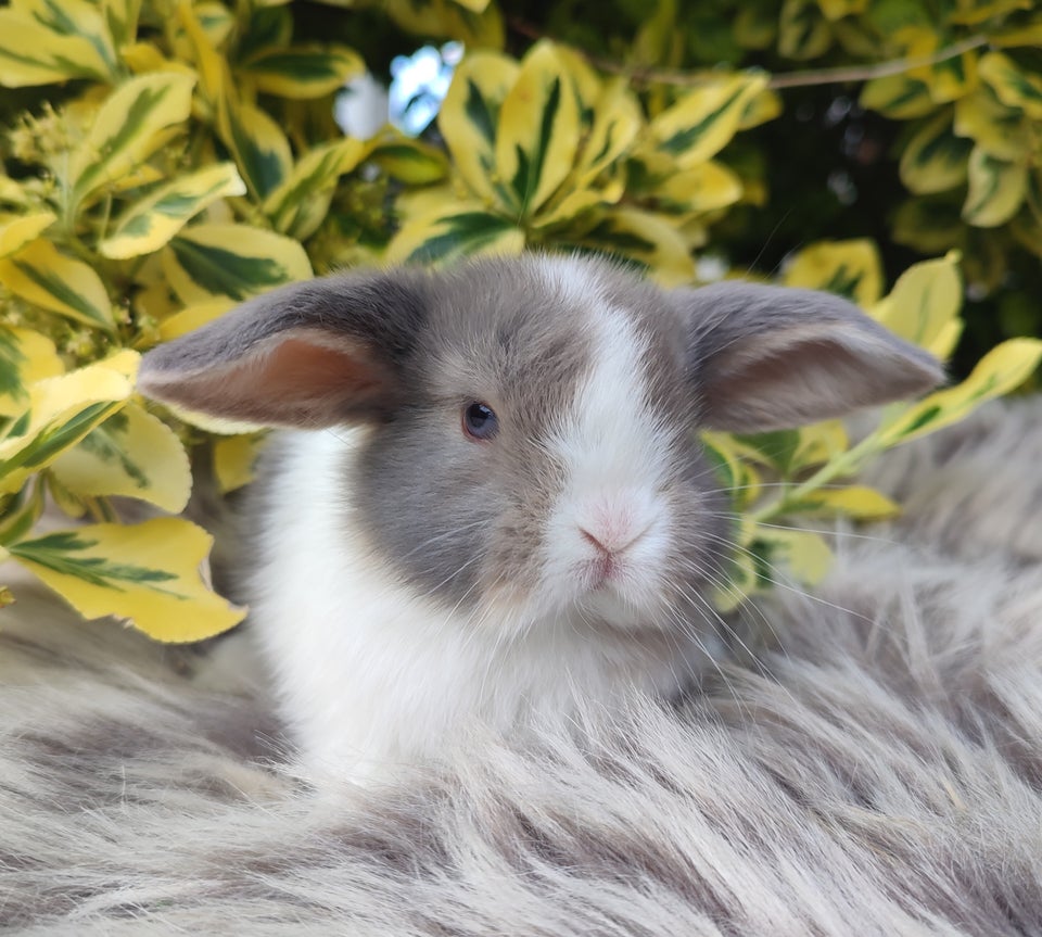 Kanin Minilop mini lop 0 år