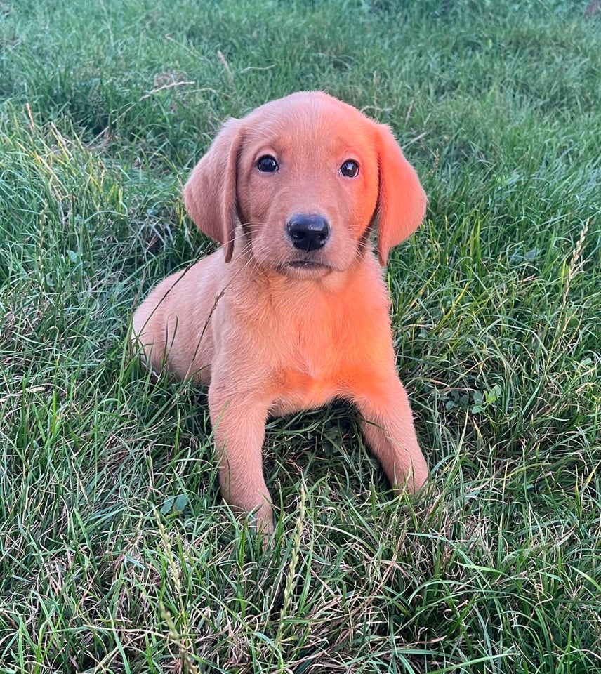 Røde labrador