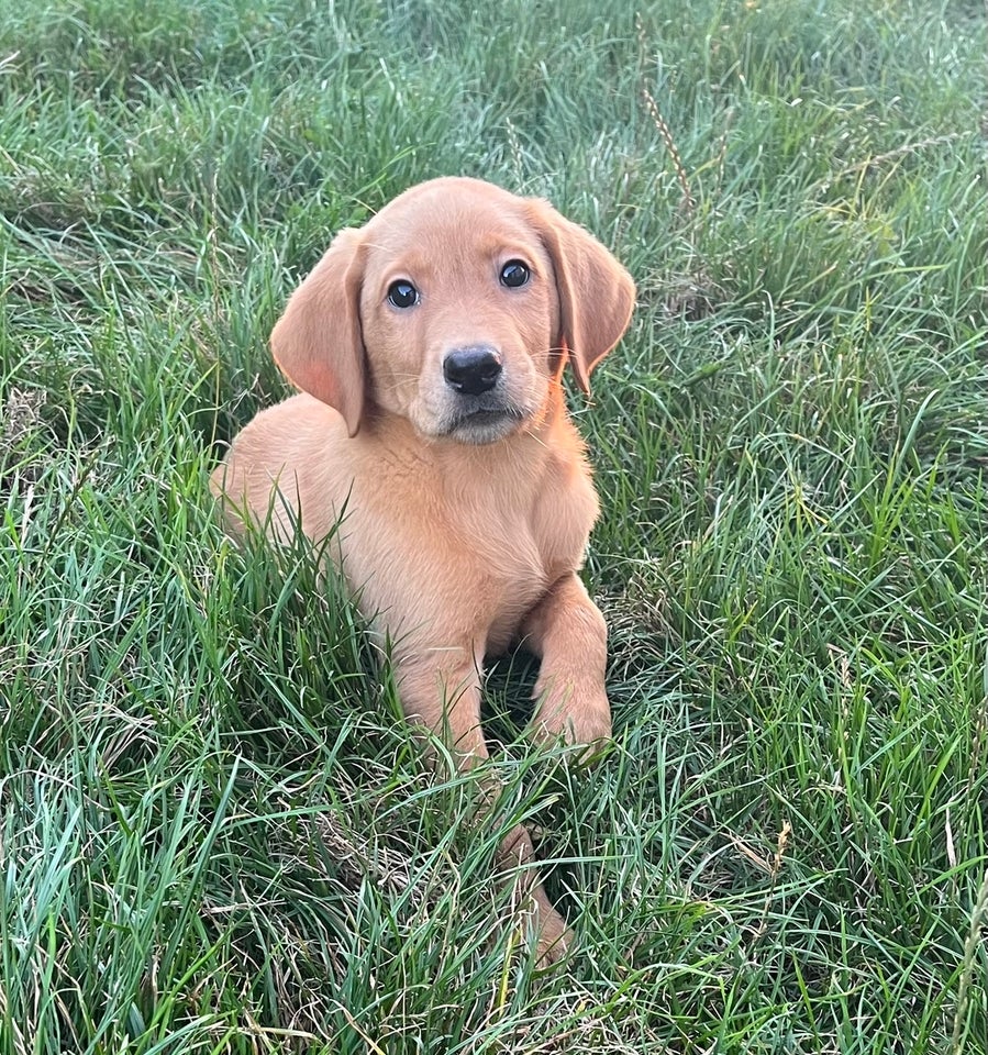 Røde labrador