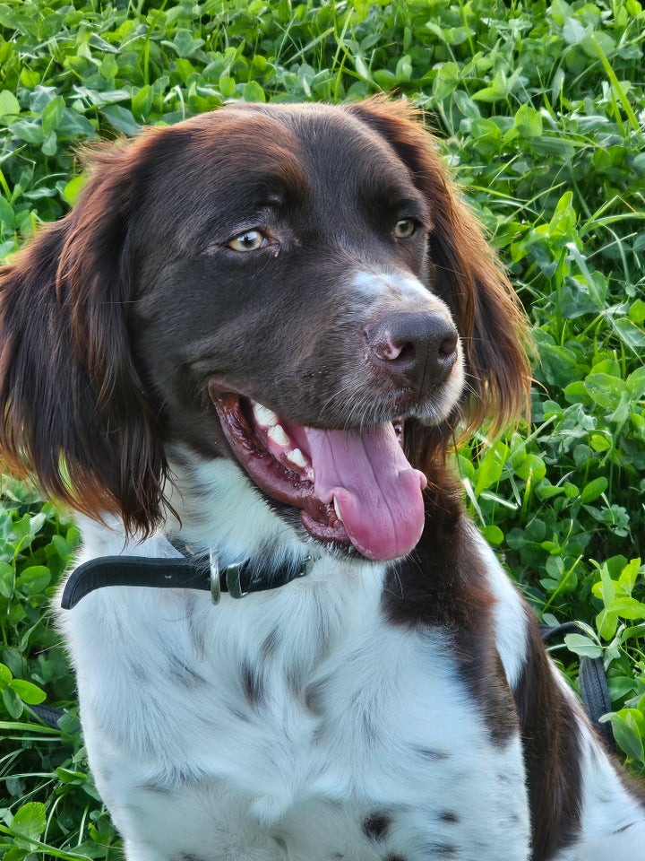 Kleiner münsterländer, hund, 12