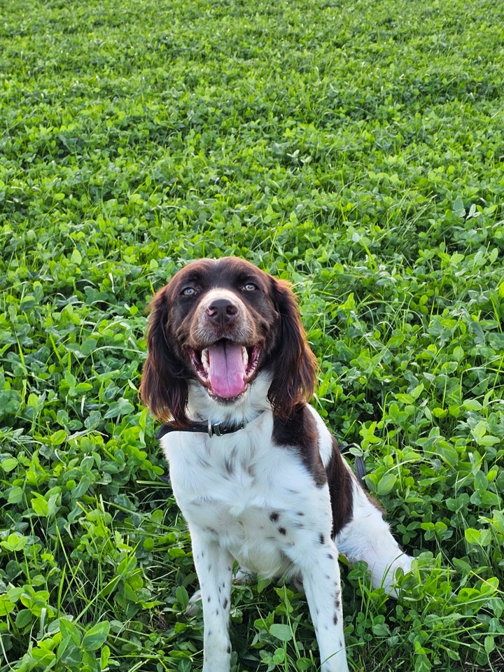 Kleiner münsterländer, hund, 12