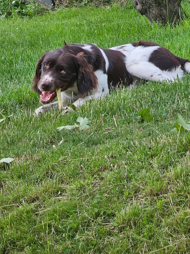 Kleiner münsterländer, hund, 12