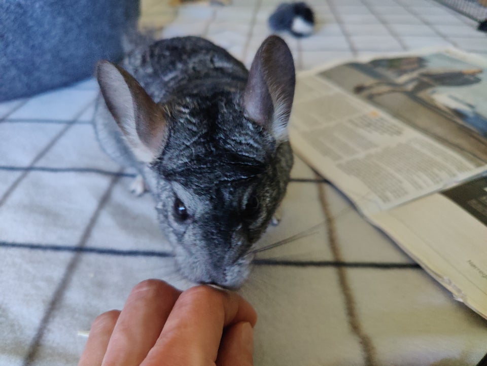 Chinchilla long-tailed 5 år