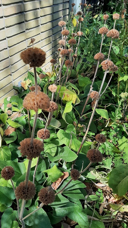 Staude Løhehale phlomis