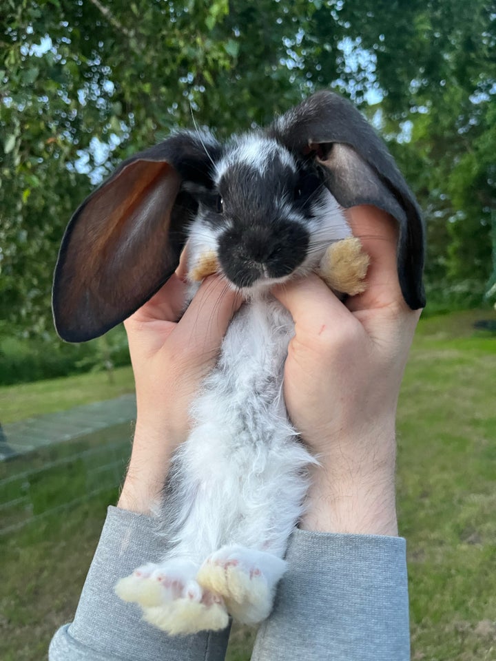 Kanin Engelske væddere