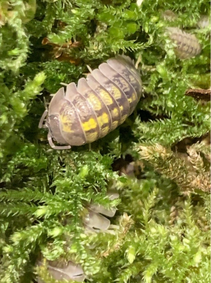 Andet krybdyr, Armadillidium