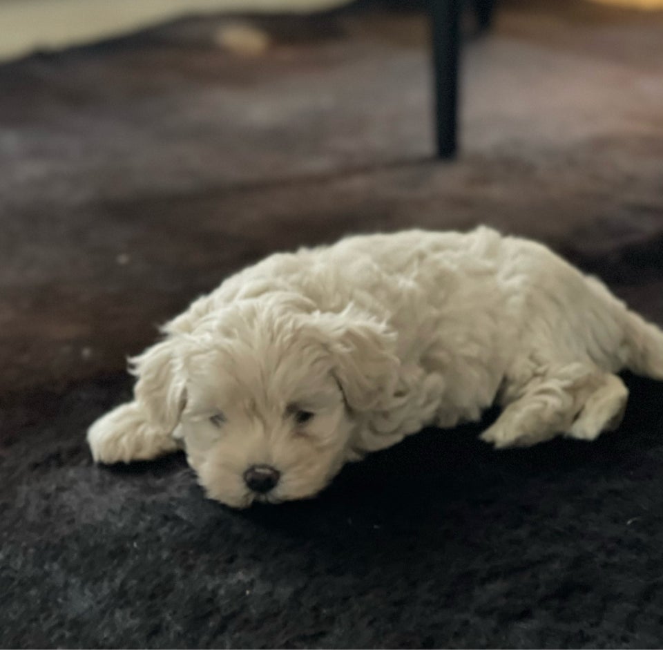 Bichon Havanais, hanhund, 6 uger