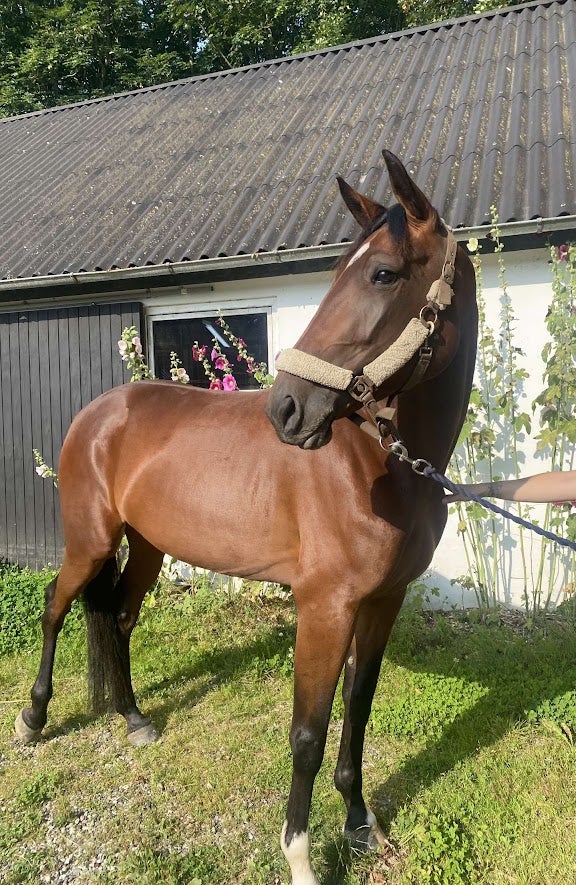 Traver, hoppe, 4 år