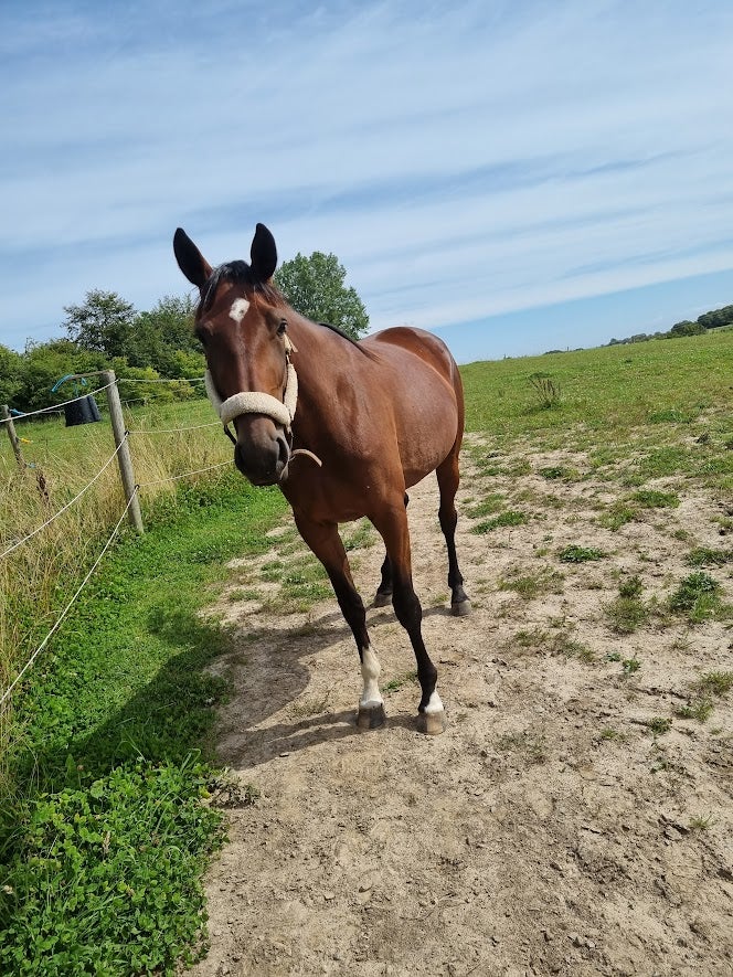 Traver, hoppe, 4 år