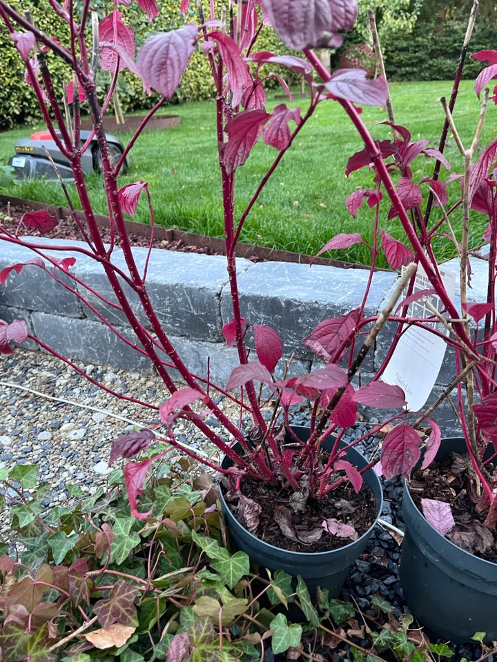 Kornel , Cornus Alba Sibirica