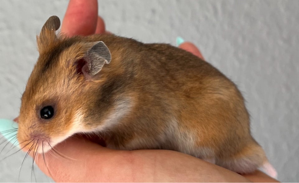 Hamster, Guldhamster, 0 år