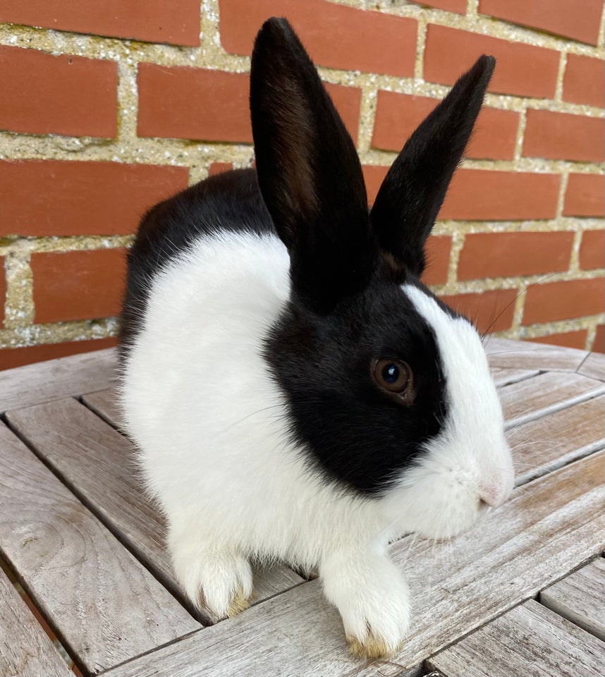 Kanin, HOLLÆNDER HUN SORT, 0 år