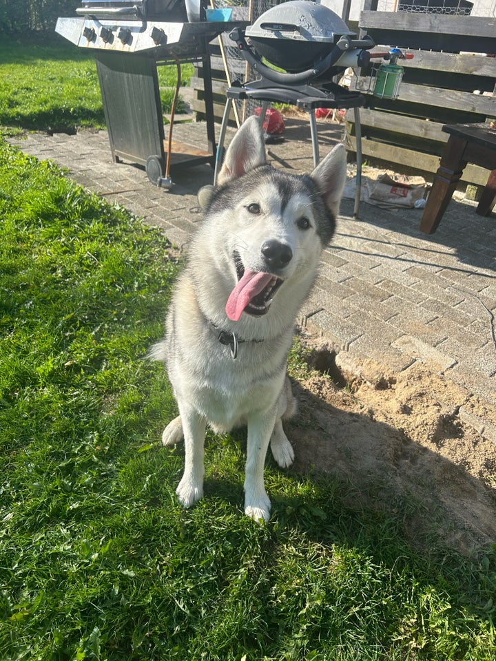 Sibirien husky, hund, 2 år