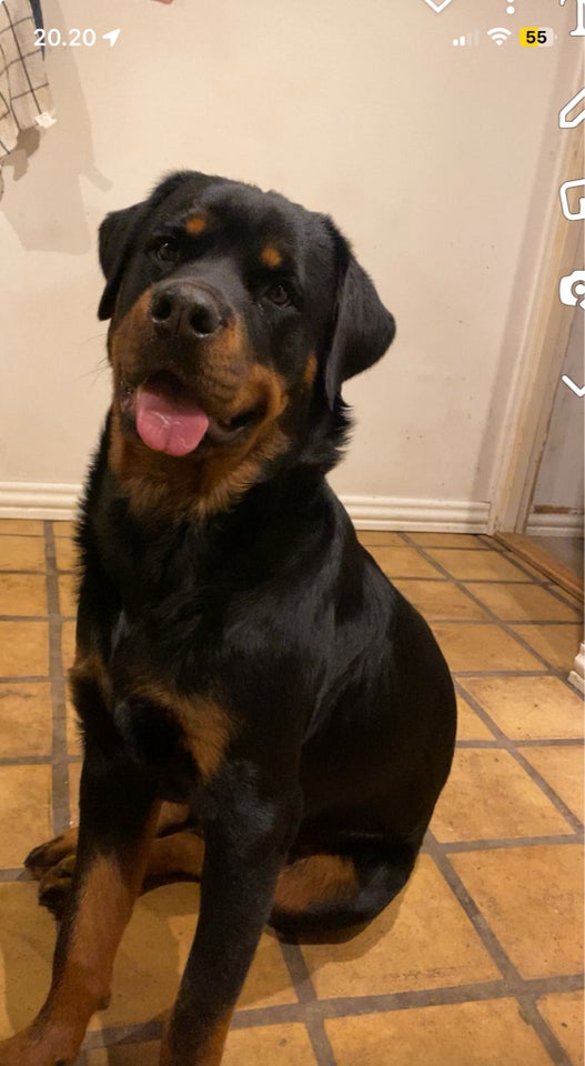 Rottweiler/schæfer  hvalpe 5