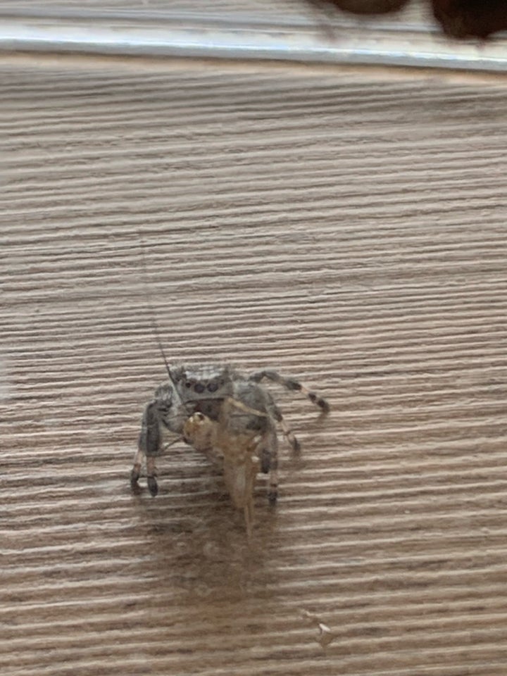 Edderkop Phidippus Regius