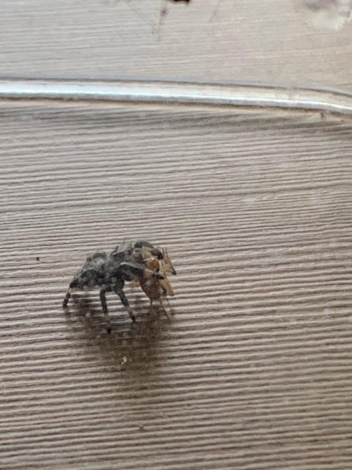 Edderkop Phidippus Regius