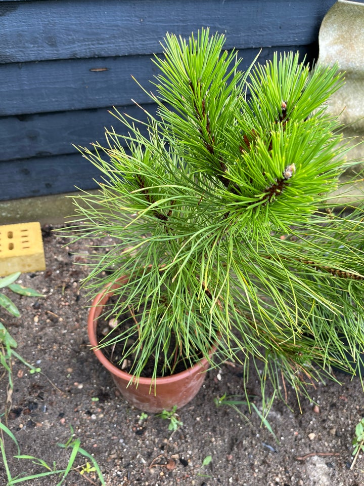 Østrigsk fyr (Pinus Nigra) 50-80cm