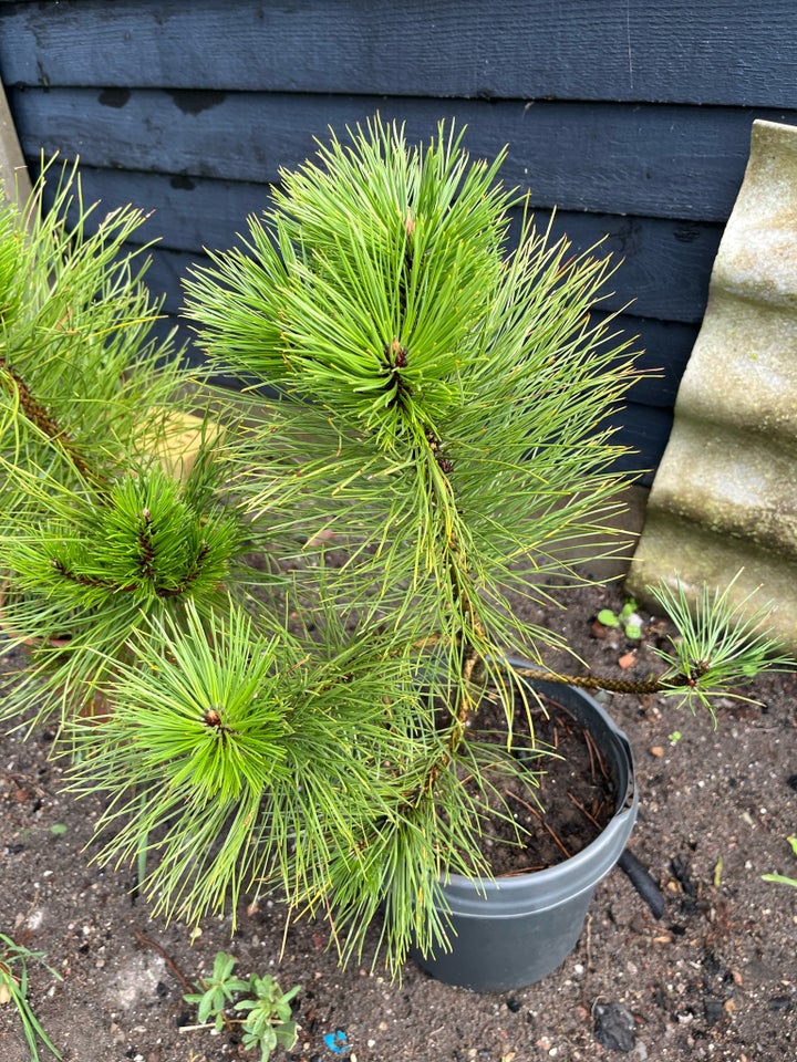 Østrigsk fyr (Pinus Nigra) 50-80cm