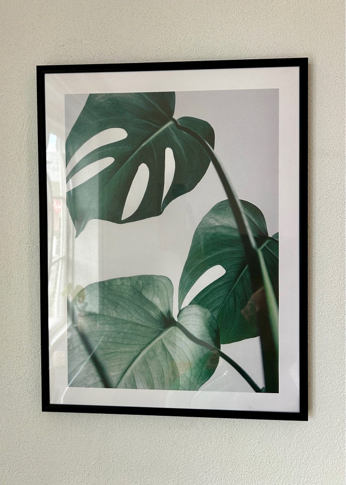 Monstera-plakat inklusiv ramme,