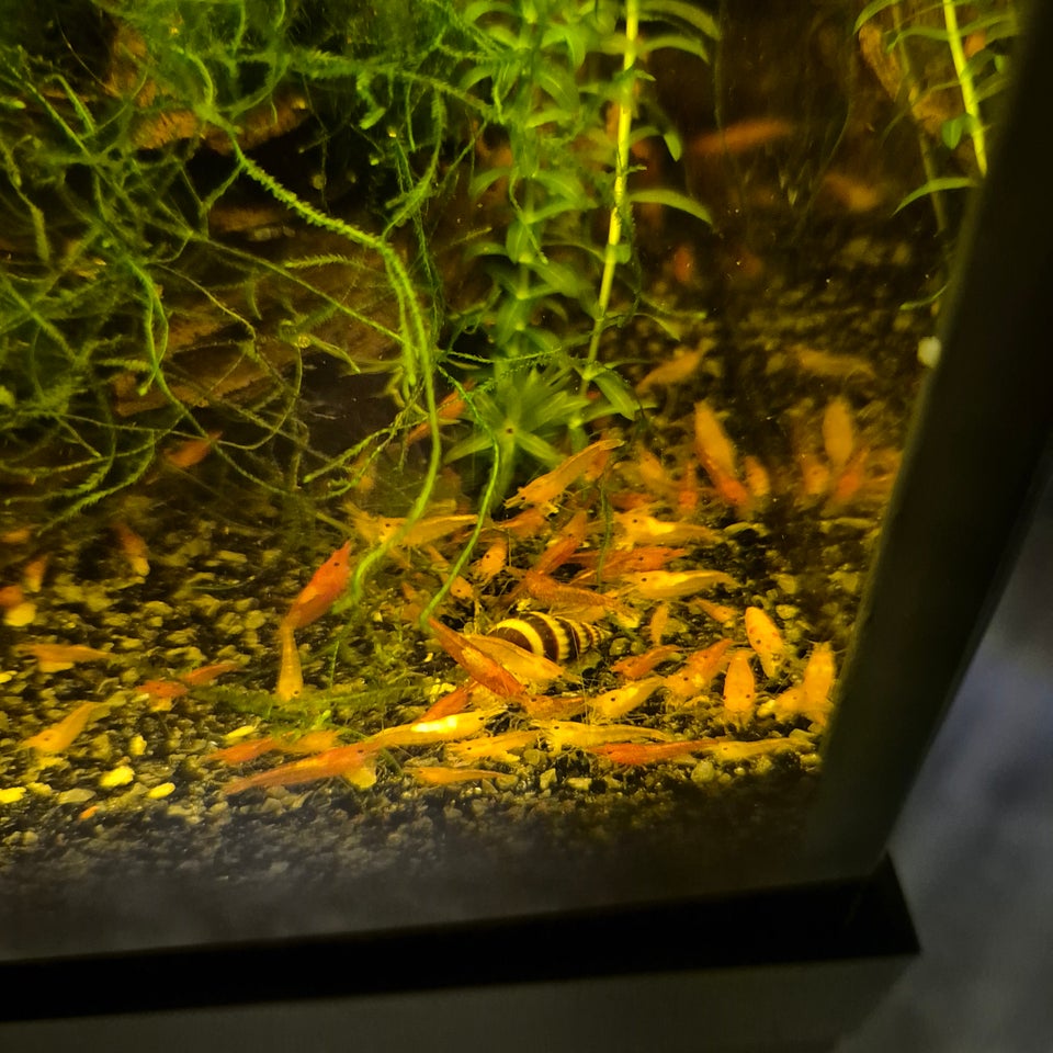 Neocaridina rejer mix Mange stk